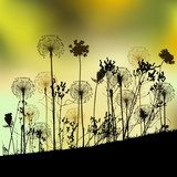 Floral background with dandelion 