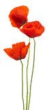 floral design - poppies isolated on white background