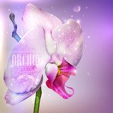 flower background with blossom orchid 