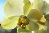 flower of a blossoming yellow orchid 
