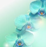 flower Orchid background 