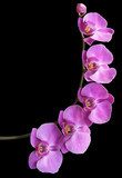 Flower Orchid frame background 