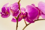 flowers, orchid, isolated, flower, nature, plant, petal 