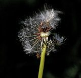 fluffy dandelion 