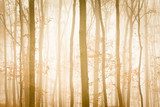 Fog with yellow sunlight covers trees in forest