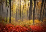 Foggy mystic forest during fall 