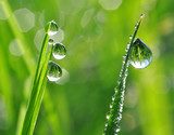 Fresh grass with dew drops close up 