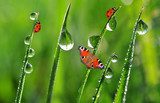 fresh morning dew with ladybirds and butterfly 