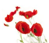 Fresh Poppies isolated on white background / focus on the foreg