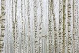 Frosty birch forest 