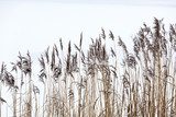 Frozen coastal reed 