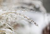 Frozen water drops 