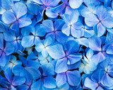 Fundo com flores azuis