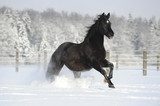 Galoppierendes Pferd im Schnee