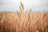 golden wheat field in summer