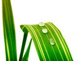 green leaf with water drops 
