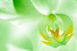 Green orchid flower close up 