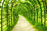 Green tunnel in fresh spring foliage. Way to nature. Natural background from beautiful garden.