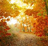 Herbstpark. Spaziergang durch die Blätter