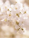 Im Weiß der Kirschblüten