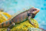 Imposanter Leguan in natürlicher Umgebung