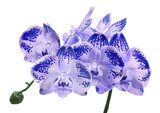 isolated lilac orchid flowers in dark spots 