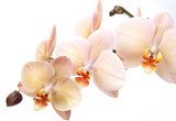 Isolated orchid flowers on white 
