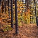 Jesienny las na Mazurach 