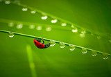 Ladybug and waterdrops 