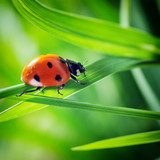 Ladybug on grass 