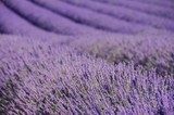 Lavendelfeld - lavender field 71 