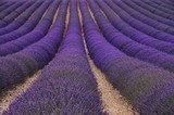 Lavendelfeld - lavender field 79 