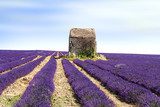 lavender field 