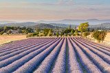 Lavender field in Provence 