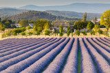Lavender field in Provence 