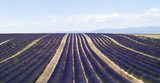 Lavender field in Valensole, France 