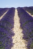 Lavender field, Valensole, France 
