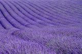Lavender fields  near Valensole in Provence, France 