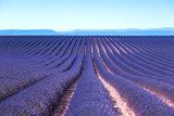 Lavender flower blooming fields endless rows. Valensole provence 