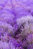 Lavender Flowers 