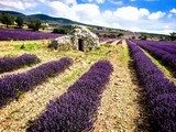 lavender in the landscape 