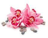 Lebendige Blütenpracht mit Zen-Flair