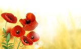 Lebendige Mohnblüten im Sonnenlicht