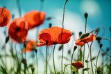 Lebhafte Mohnblumen im Sonnenlicht