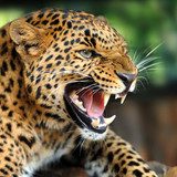 Leopard portrait 