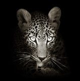 Leopard portrait in toned b&w 