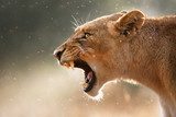Lioness displaying dangerous teeth 
