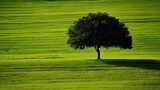 Lone tree on vibrant green field