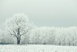lonely tree in a field frosted frosty winter landscape 