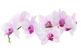 lot of light pink isolated orchids 